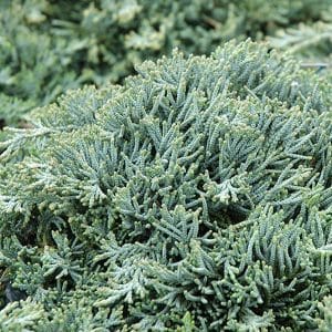 050g37 juniperus horizontalis ice blue 01.jpg