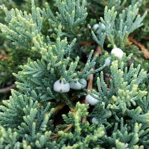 050g38 juniperus horizontalis wiltonii 01.jpg