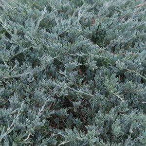 050g39 juniperus horizontalis yukon belle 01.jpg