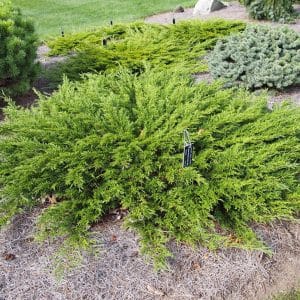 050g44 juniperus sabina calgary carpet 01.jpg