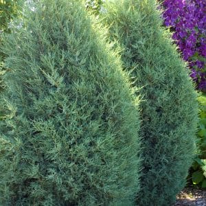 050g47 juniperus scopulorum medora 01.jpg