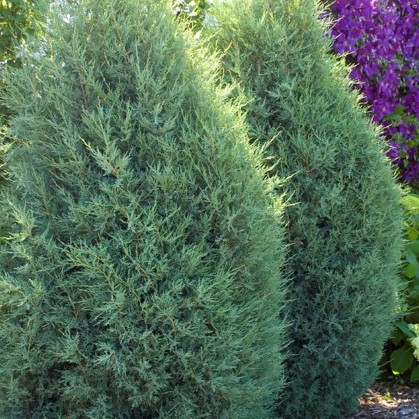 050g47 juniperus scopulorum medora 01.jpg