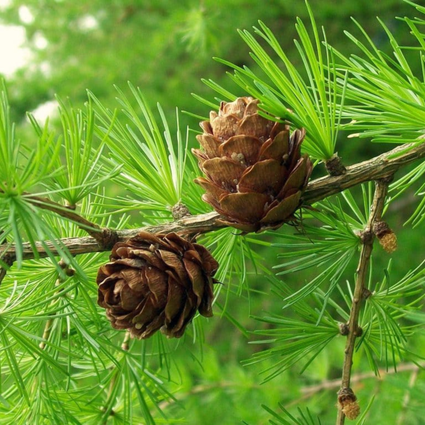 050g59 larix decidua pendula sur tige 02.png