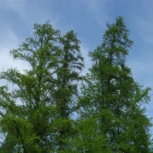 050g63 larix laricina 01.jpg