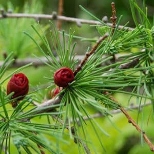 050g65 larix laricina conica 01.jpg