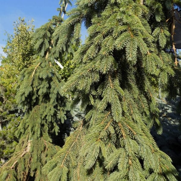 050g81 picea glauca montrose spire 01.jpg