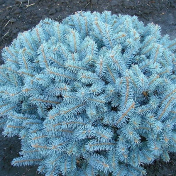 050g94 picea pungens globosa 01.png