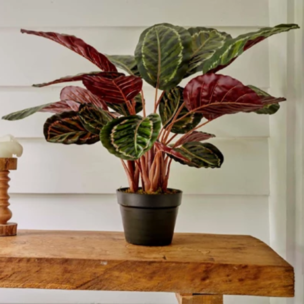 2824278 calathea en pot 272po 01.png