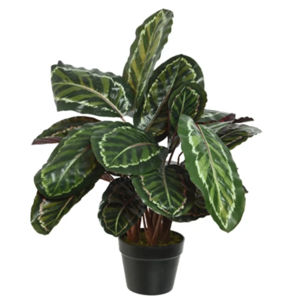 2824278 calathea en pot 272po 02.png