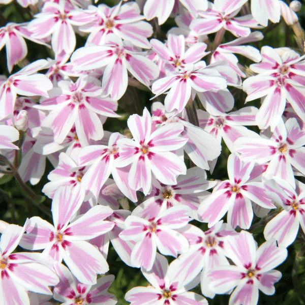 00013208 phlox subulata candy stripe 1g 01 .png