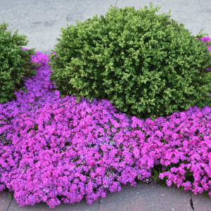 007g01 phlox subulata 01.png