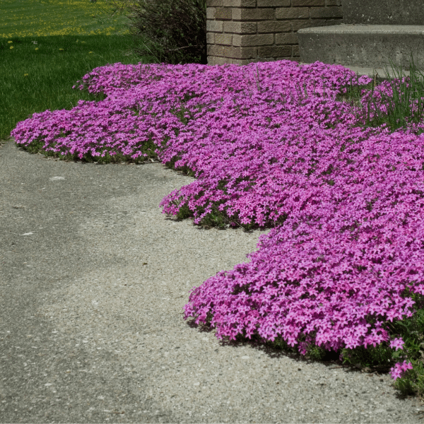 007g01 phlox subulata 02.png