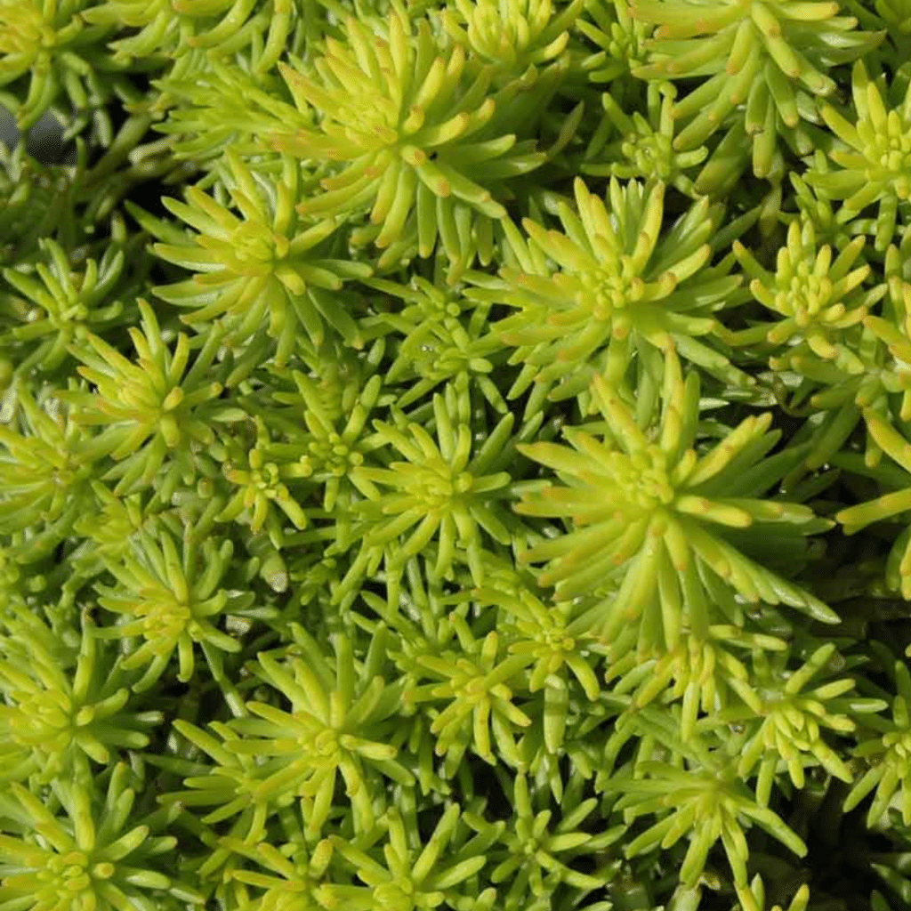 007g02 sedum rupestre angelina 01.png